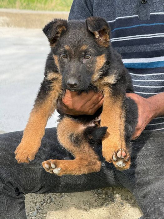 Немецкая овчарка