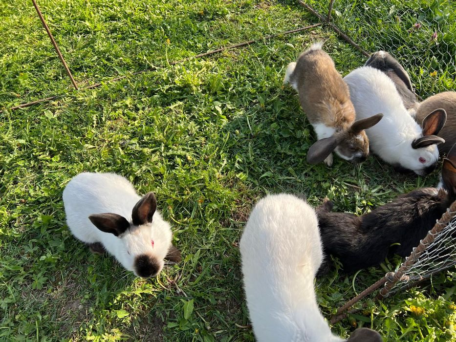 Vând iepuri [berbec german/californian]