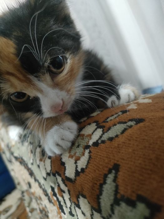 Отдам котят  бесплатно
