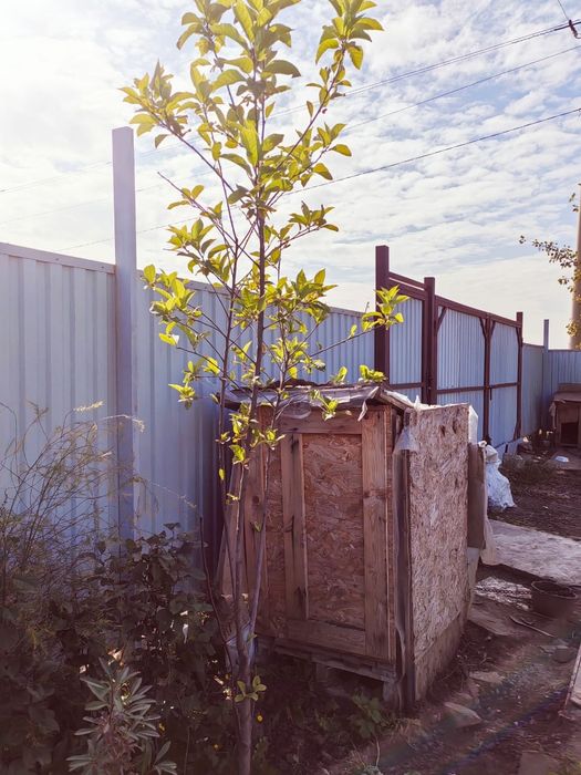 Продам саженцы деревьев икустарников