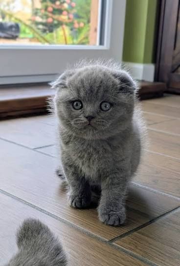 Scottish fold british shorthair