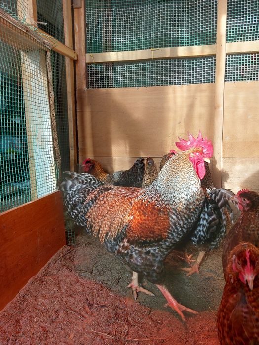 Билефельдер цыплята