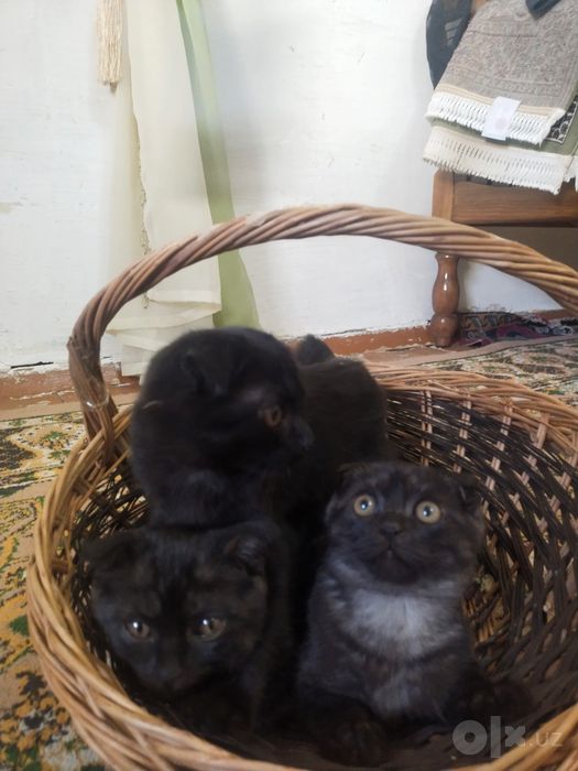 Британский скотиш фолд