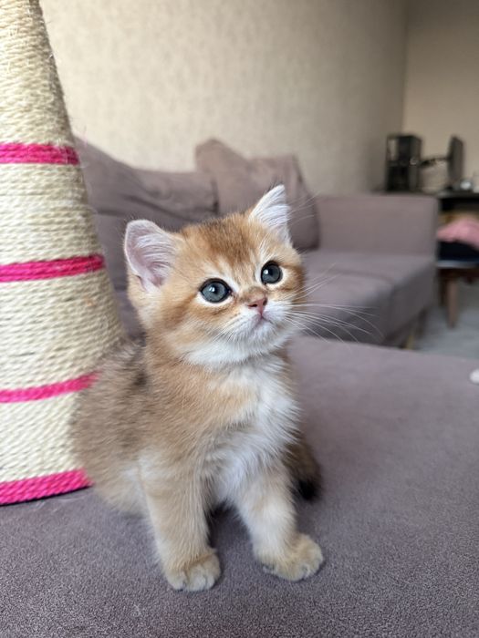 Золотая шиншилла котенок, скоттиш страйт