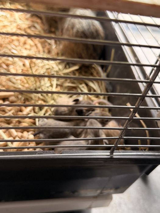 Vând veverițe Degu, împreună cu cușca și accesoriile