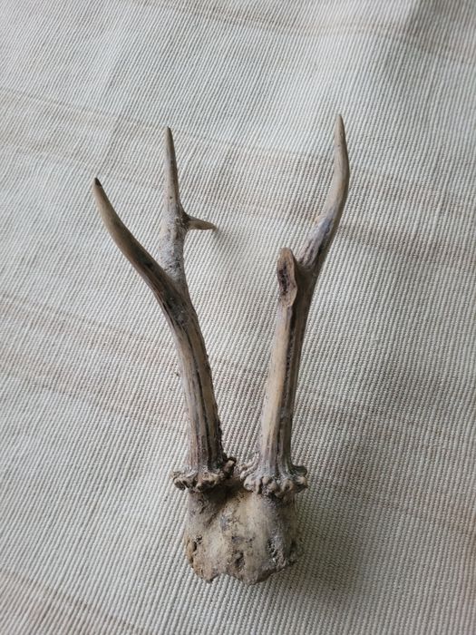 Еленски рога-два вида