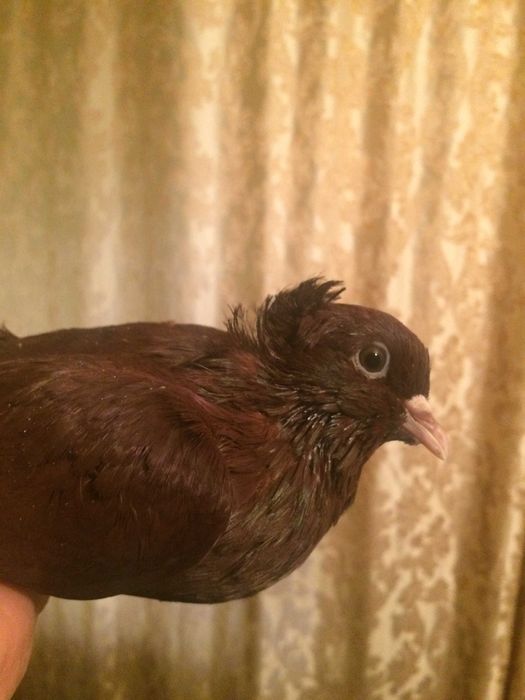 голуби бакинские