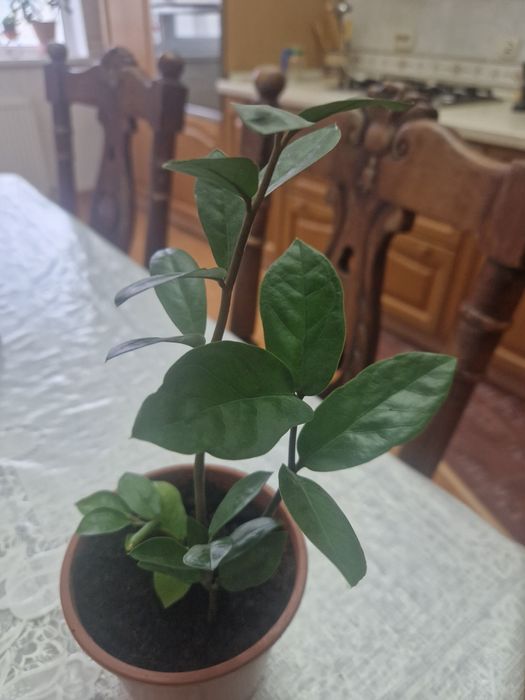 Комнатные растения