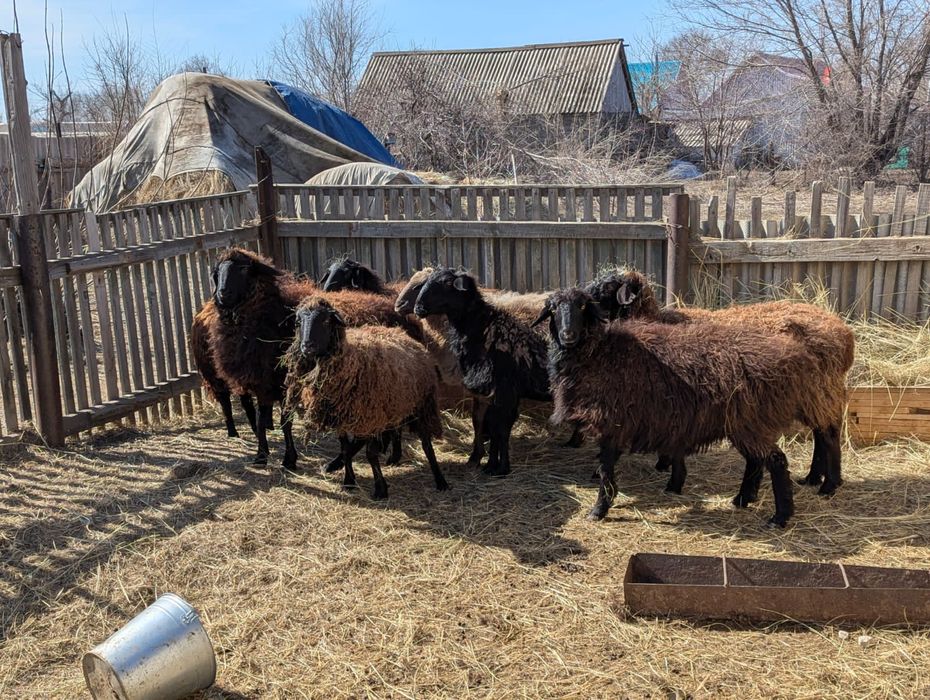 Продам овцематок