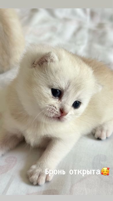 Британские шиншилы котята Ш