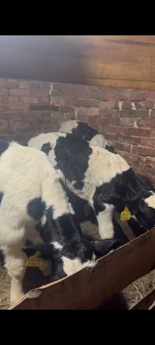 Бычки и телочка телята