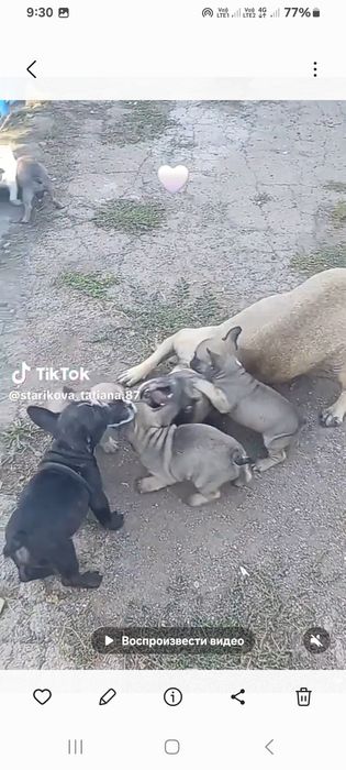 Продам щенков породы француский бульдог.
