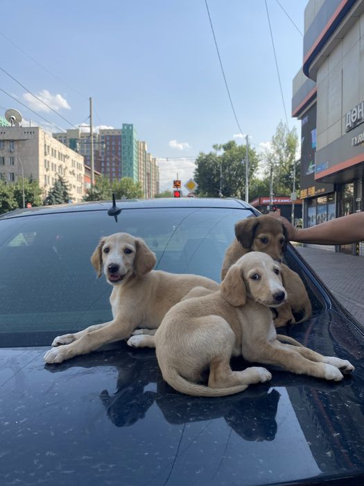 Щенки Казахской Тазы