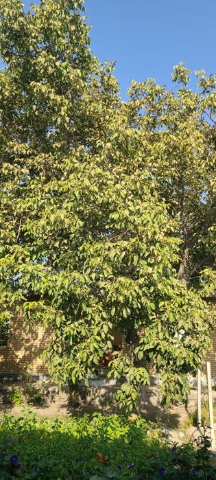 Yong'oq Орех katta mebelga zo'r