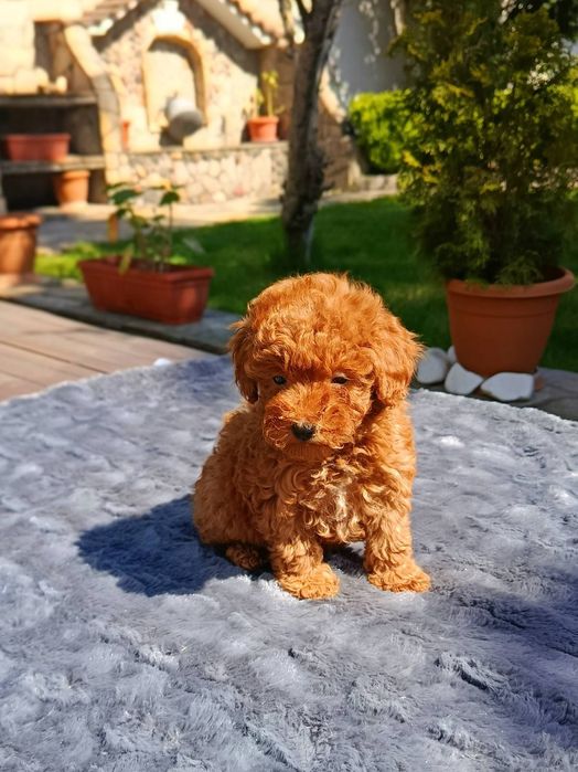 Той Пудел / Toy Poodle