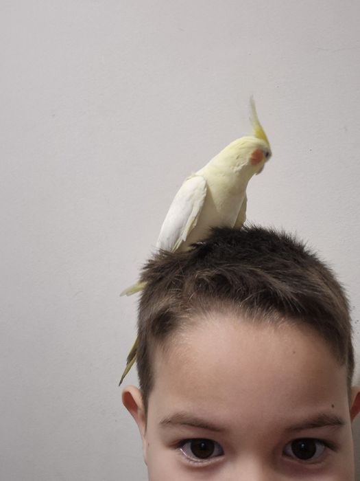 Продам попугай  вместе с клеткой