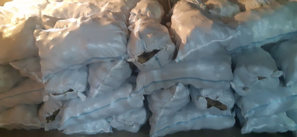 Vând țelina radacină