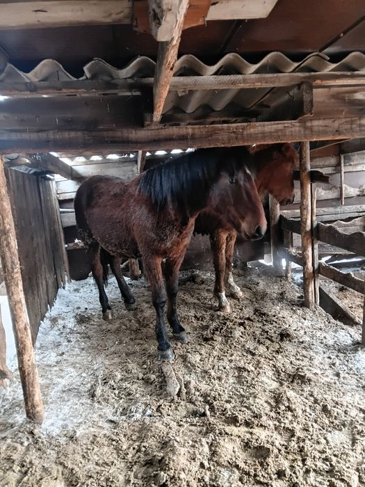 Продам откормленых лошадей