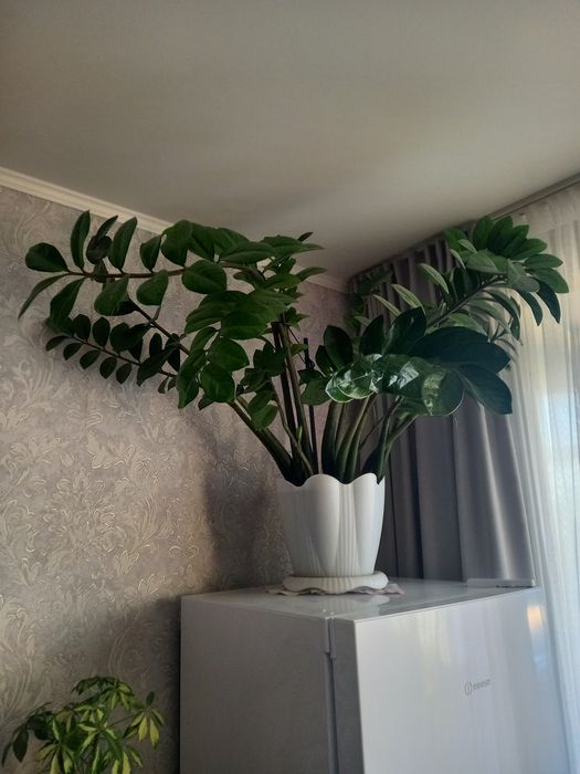 Продам Замиокулькас