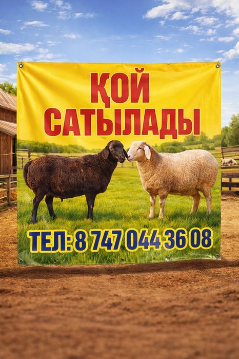 Қой сатлады - Бараны