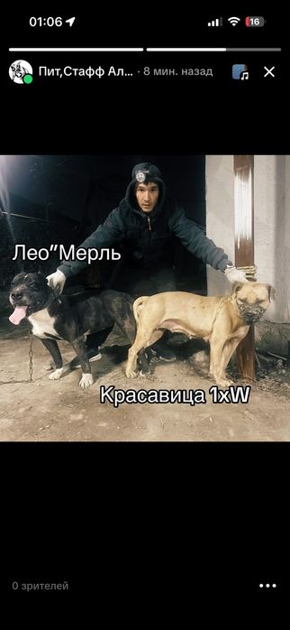 Питбуль девочка продам