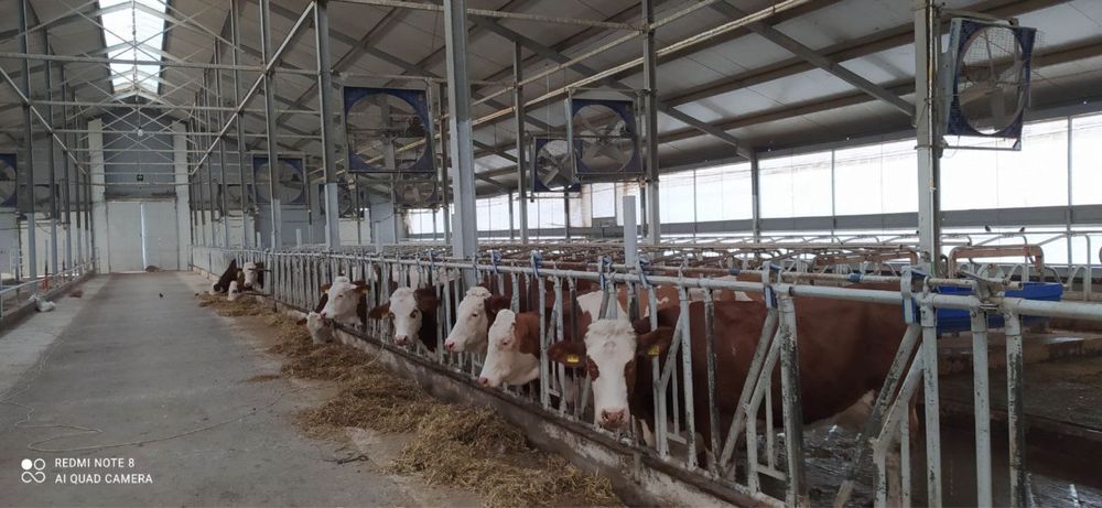 Готовый бизнес! Джиззах ,ферма ,собственник ,со всеми удобствами