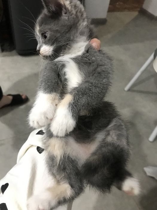Продам котенка , девочка