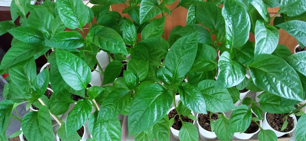 Продам рассаду недорого