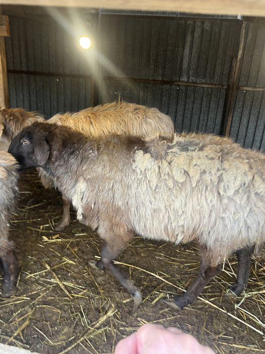 Бараны  продам звоните