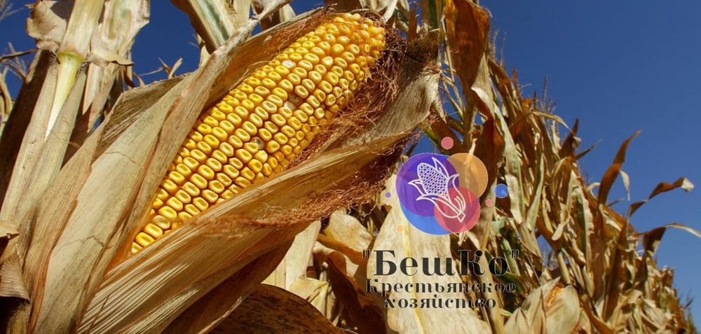 Жүгері тұқымы, семена кукурузы