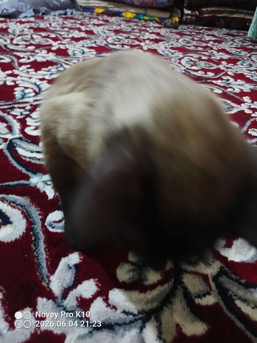 Mushuk sotiladi zotdor