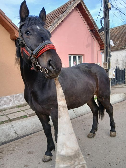 Vind minza de un an și 8 luni