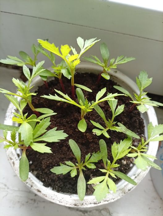 Продам излишки бархатцы и перец  светофор35 тг