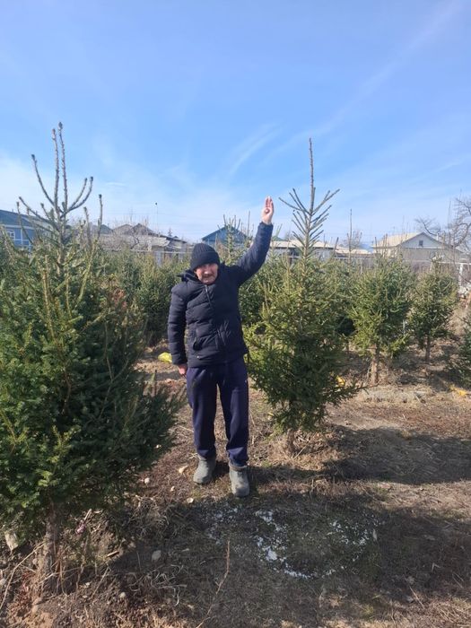 Ёлки 1.8 - 2 х метровые