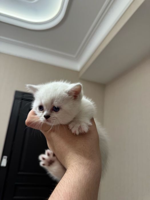 Продаются чисто кровный серебристий шиншиллы котяти