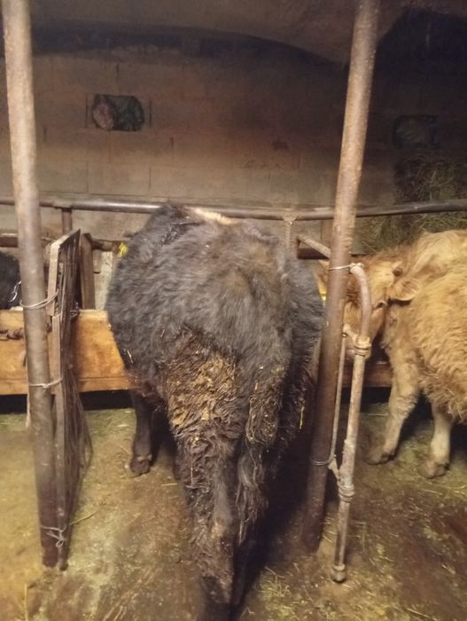 Продам бычков в круг  годалавые бычки