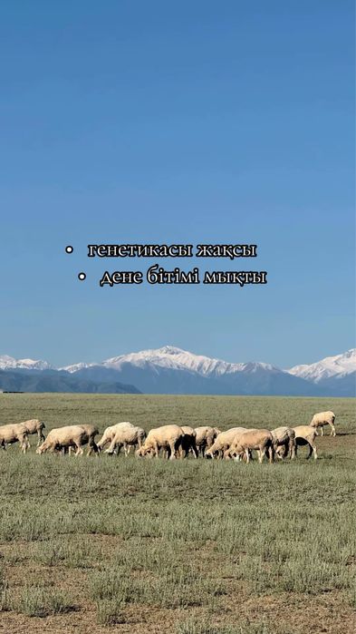 Арқар Меринос Тұсақтар