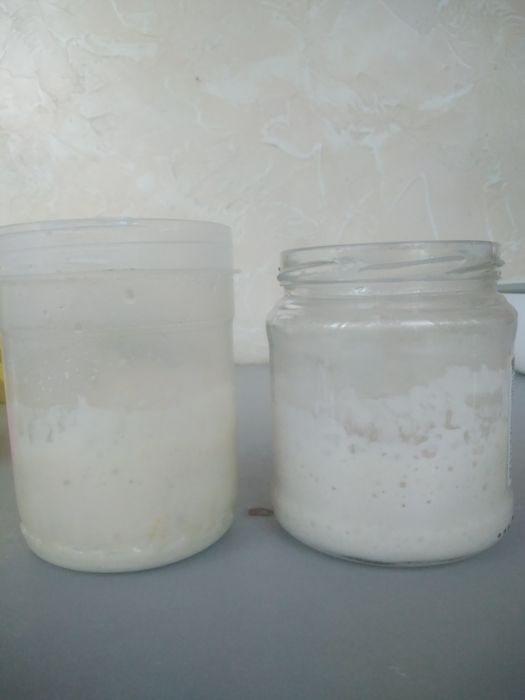 Продаю пшеничную закваску