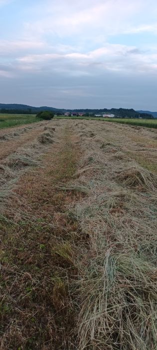 Vând baloți de fân!