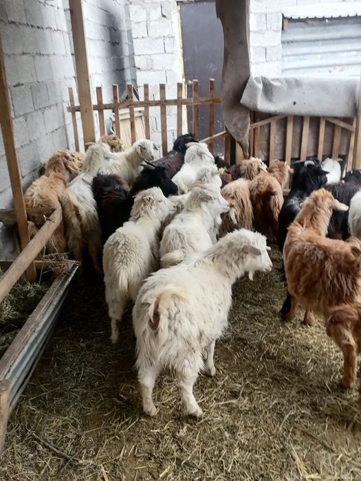 Шыбыштер сатылыды