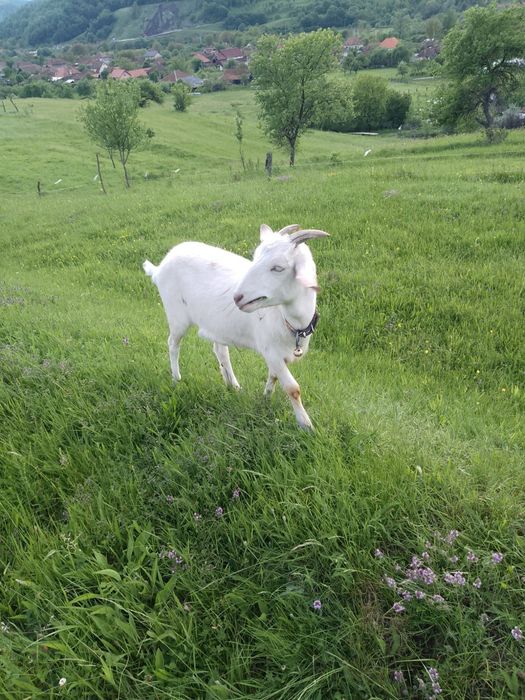 Vând capre de rasă!
