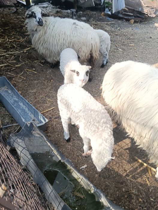 Două oi țurcane și doi berbecuți