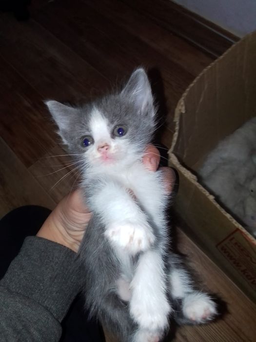 Мысықтар сатылады