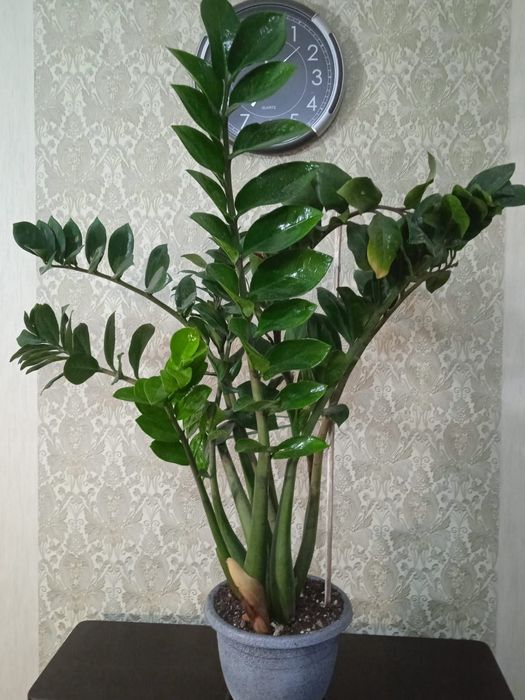 Замиокулькас комнатный цветок