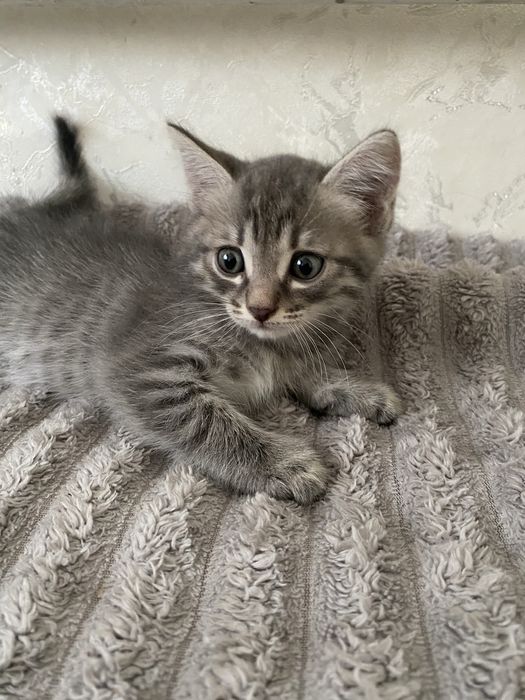 Отдам котят даром
