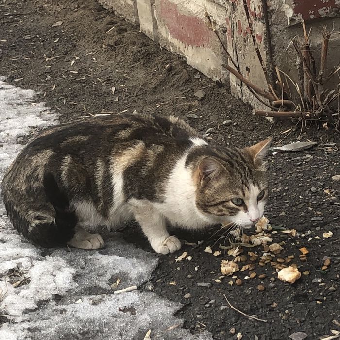 Животные . Кошки.