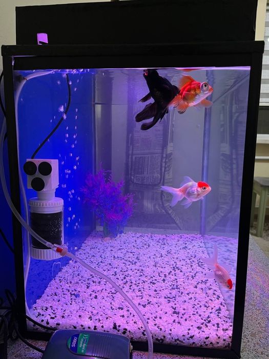 Аквариум 100л  Рыбки в подарок