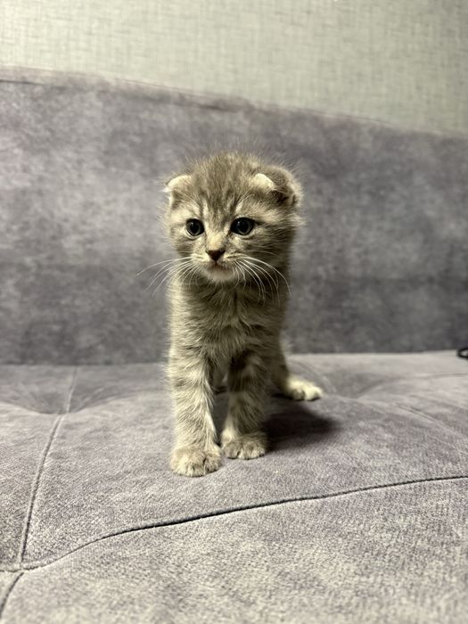 Вислоухие котята
