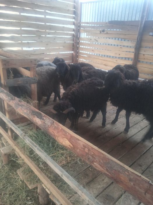 Семіз қой тоқты сатылады