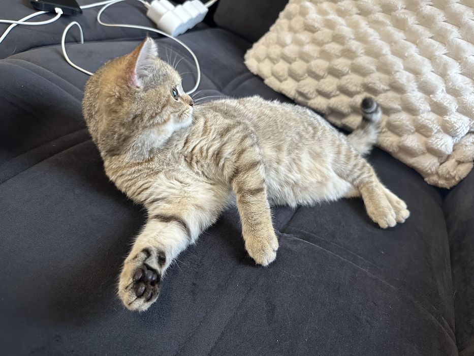 Британска котка